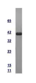 Human GADD45B protein, GST tag. GTX110978-pro