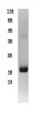 Human BCL2L15 protein, His tag. GTX110988-pro