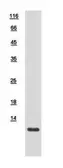 Human COX7B2 protein, His tag. GTX110995-pro