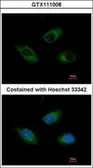 Anti-CIDEC antibody [N1C3] used in Immunocytochemistry/ Immunofluorescence (ICC/IF). GTX111008