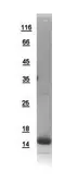 Human NDUFA5 protein, His tag. GTX111016-pro