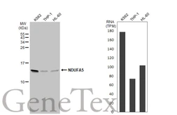 Anti-NDUFA5 antibody [N1C3] used in Western Blot (WB). GTX111016