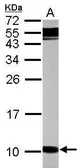 Anti-GNG12 antibody [N1C3] used in Western Blot (WB). GTX111023