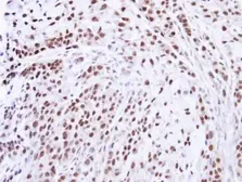 Anti-ZNF346 antibody [N1C3] used in IHC (Paraffin sections) (IHC-P). GTX111035