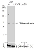 Anti-PI3 kinase p85 alpha antibody [N2C1], Internal used in Western Blot (WB). GTX111068