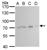 Anti-HSC70 antibody [N2C1], Internal used in Western Blot (WB). GTX111069