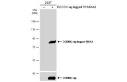 Anti-RSK3 antibody [N2C1], Internal used in Western Blot (WB). GTX111071