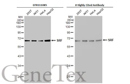 Anti-SRF antibody used in Western Blot (WB). GTX111085