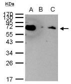 Anti-Hsp70 antibody used in Immunoprecipitation (IP). GTX111088