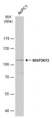 Anti-MAP3K13 antibody used in Western Blot (WB). GTX111101