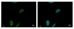 Anti-MCM3 antibody [C2C3], C-term used in Immunocytochemistry/ Immunofluorescence (ICC/IF). GTX111102