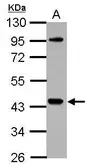 Anti-NCK1 antibody used in Western Blot (WB). GTX111112