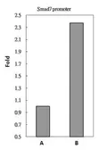 Anti-SMAD2 / SMAD3 antibody used in ChIP assay (ChIP assay). GTX111123