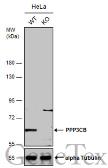 Anti-PPP3CB antibody [N1N3] used in Western Blot (WB). GTX111141