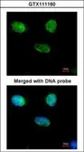 Anti-MCM3 antibody [N1N3] used in Immunocytochemistry/ Immunofluorescence (ICC/IF). GTX111160