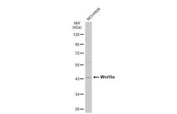 Anti-Wnt10a antibody [N1C1-2] used in Western Blot (WB). GTX111191