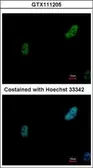 Anti-PRP19 antibody used in Immunocytochemistry/ Immunofluorescence (ICC/IF). GTX111205