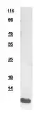 Human ATP6V1G3 protein, His tag. GTX111210-pro