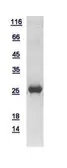 Human PHD3 protein, His tag. GTX111217-pro
