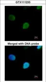Anti-PRP19 antibody [N2C2], Internal used in Immunocytochemistry/ Immunofluorescence (ICC/IF). GTX111233