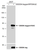 Anti-RSK3 antibody used in Western Blot (WB). GTX111247