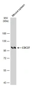 Anti-CDC27 antibody used in Western Blot (WB). GTX111249