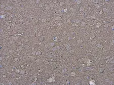 Anti-P2X7 antibody used in IHC (Paraffin sections) (IHC-P). GTX111284