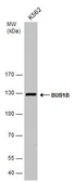 Anti-BUB1B antibody [N2C1], Internal used in Western Blot (WB). GTX111289