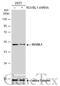 Anti-RUVBL1 antibody used in Western Blot (WB). GTX111294