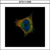 Anti-SCYL1 antibody [N3C2], Internal used in Immunocytochemistry/ Immunofluorescence (ICC/IF). GTX111355