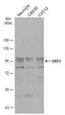 Anti-WEE1 antibody [N3C2], Internal used in Western Blot (WB). GTX111392