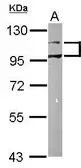 Anti-DDR1 antibody [N1N3] used in Western Blot (WB). GTX111453