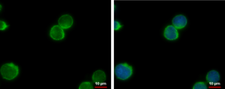 Anti-Nek1 antibody used in Immunocytochemistry/ Immunofluorescence (ICC/IF). GTX111463
