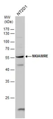 Anti-NKIAMRE antibody used in Western Blot (WB). GTX111475