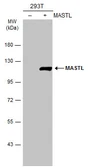 Anti-MASTL antibody used in Western Blot (WB). GTX111481