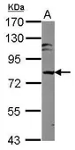 Anti-Mark3 antibody used in Western Blot (WB). GTX111538