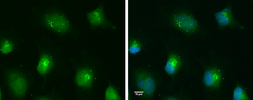 Anti-TLR9 antibody [N1N2], N-term used in Immunocytochemistry/ Immunofluorescence (ICC/IF). GTX111547