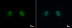 Anti-PSKH2 antibody used in Immunocytochemistry/ Immunofluorescence (ICC/IF). GTX111548