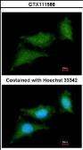 Anti-Raf1 antibody [N1C1-2] used in Immunocytochemistry/ Immunofluorescence (ICC/IF). GTX111588