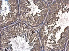 Anti-ASZ1 antibody used in IHC (Paraffin sections) (IHC-P). GTX111618