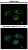 Anti-Caspase 1 antibody used in Immunocytochemistry/ Immunofluorescence (ICC/IF). GTX111630