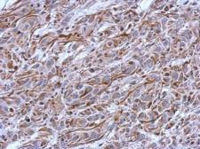 Anti-CNPase antibody [N2C3-2] used in IHC (Paraffin sections) (IHC-P). GTX111641