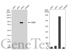 Anti-CD55 antibody [N2C3-2] used in Western Blot (WB). GTX111647