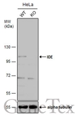Anti-IDE antibody [N1N2], N-term used in Western Blot (WB). GTX111663