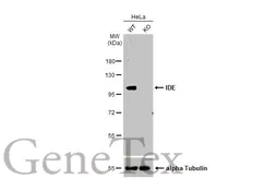 Anti-IDE antibody [N3C1], Internal used in Western Blot (WB). GTX111664