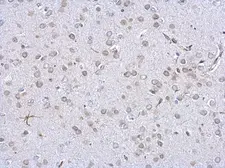 Anti-Lamin A + C antibody used in IHC (Paraffin sections) (IHC-P). GTX111677