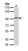 Anti-CD290 / TLR10 antibody [C2C3], C-term used in Western Blot (WB). GTX111735