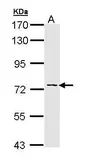 Anti-Adenylate kinase 7 antibody [C1C3] used in Western Blot (WB). GTX111770