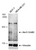 Anti-Her3 / ErbB3 antibody used in Western Blot (WB). GTX111789
