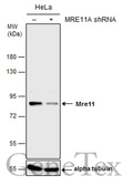 Anti-Mre11 antibody [C1C3-2] used in Western Blot (WB). GTX111814